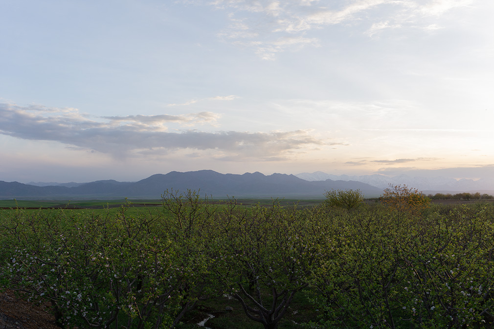 Serene spring landscape with snow-capped mountains, green fields, and a blossoming garden by a stream at sunset.